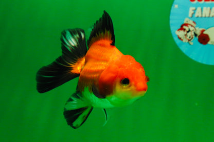 [SINGLE] Tricolor Female Oranda 4-4.5 inches #080125SO_02