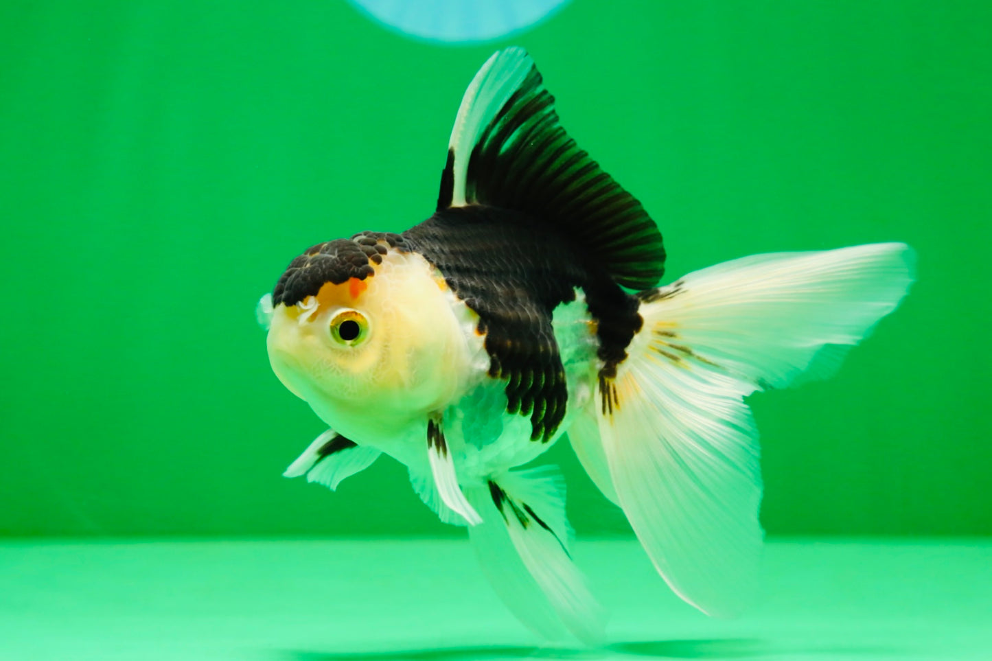 [SINGLE] Panda Oranda Female 4.5 inches #081525SO_11