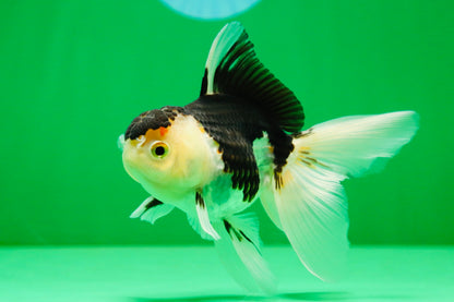 [SINGLE] Panda Oranda Female 4.5 inches #081525SO_11
