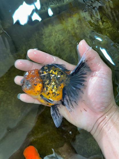 [SINGLE] Tiger Oranda Male 4.5-5 inches #080825SO_08