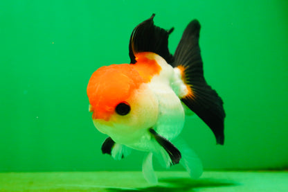 [SINGLE] Tricolor Button Eyes Oranda Male 4.5 inches #080825SO_12
