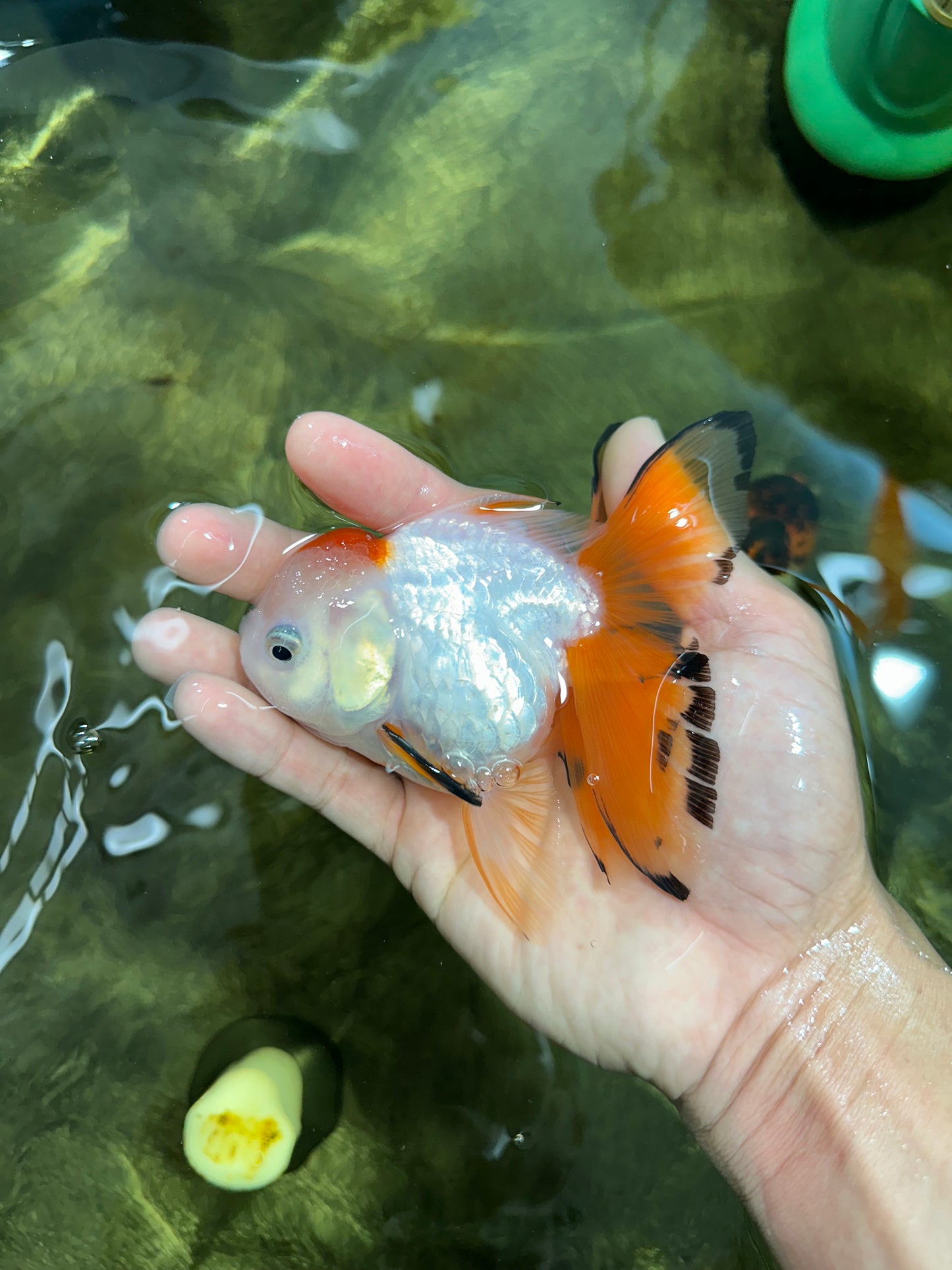 [SINGLE] Tricolor Oranda Female 4.5 inches #062025SO_07