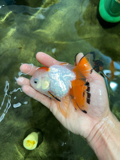 [SINGLE] Tricolor Oranda Female 4.5 inches #062025SO_07