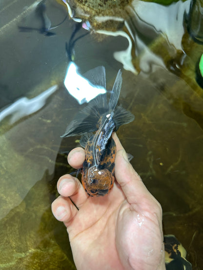 [SINGLE] Tiger Oranda Male 4.5 inches #081525SO_05