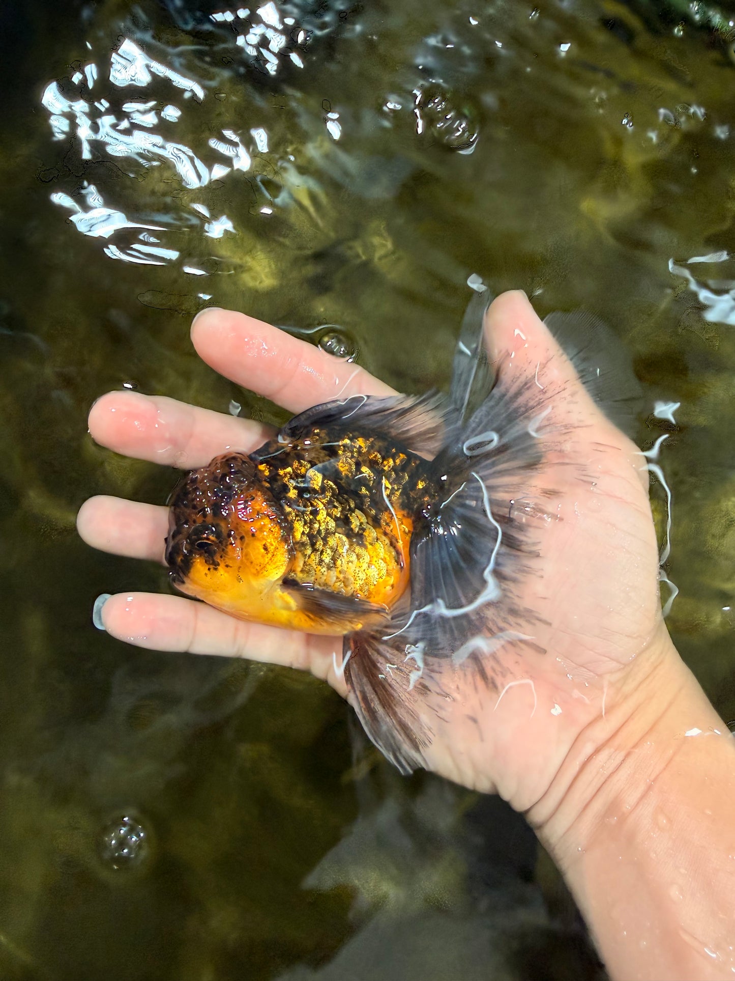 [SINGLE] Tiger Oranda Male 5 inches #103125SO_02