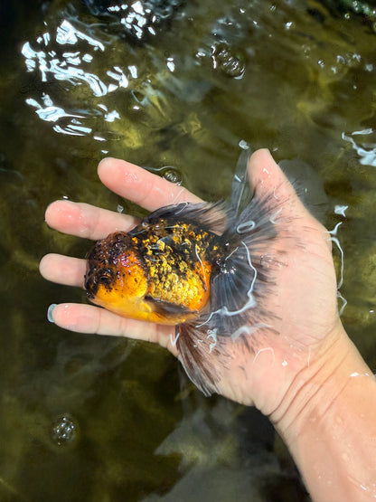 [SINGLE] Tiger Oranda Male 5 inches #103125SO_02