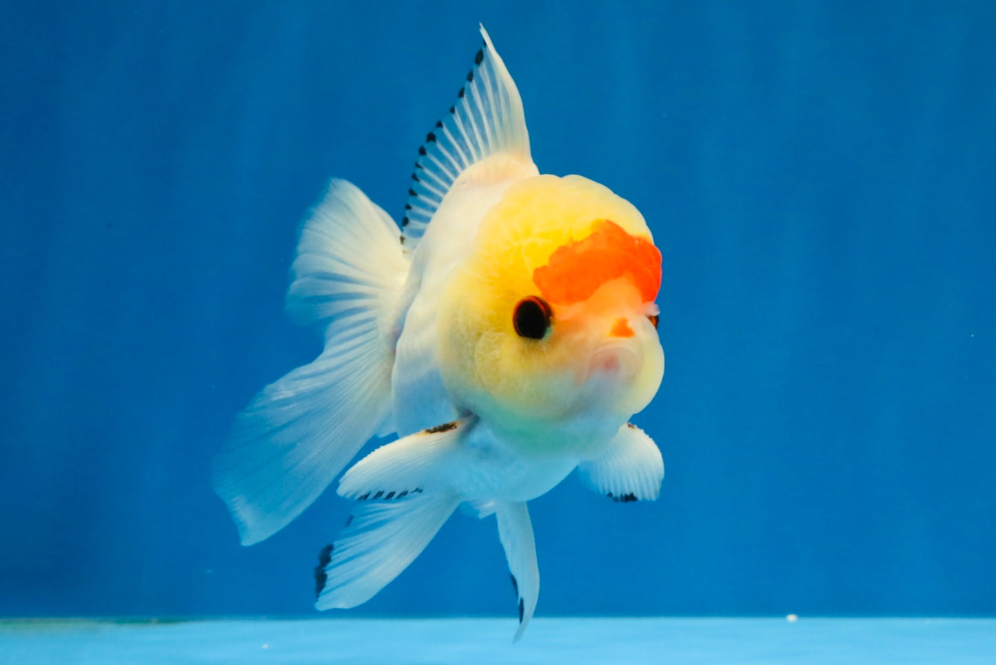 [SINGLE] Red White Oranda Male 4-4.5 inches #041026SO_10
