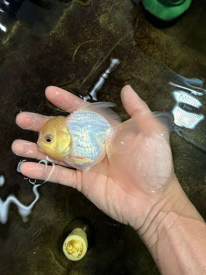 [SINGLE] Tricolor Oranda Female 4.5 inches #111425SO_08