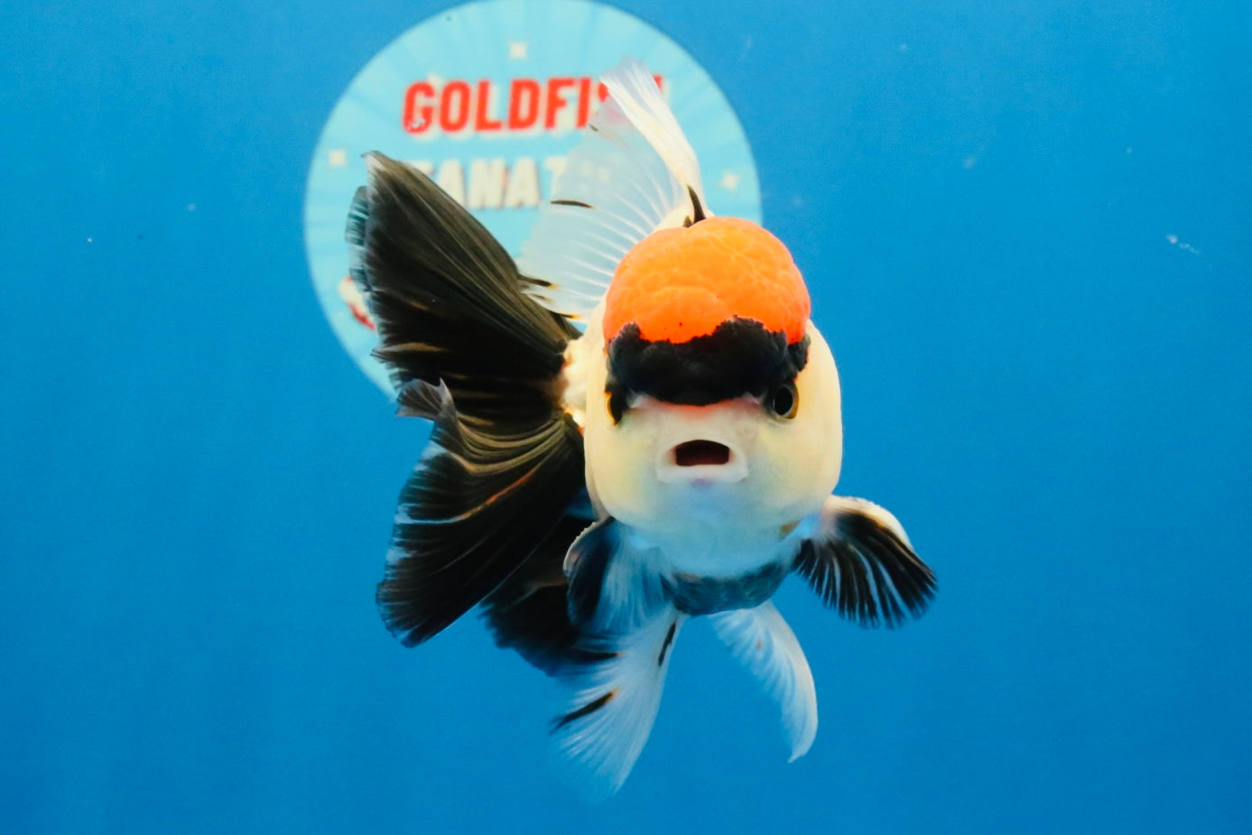 [SINGLE] Tancho Tricolor Oranda Male 4-4.5 inches #031326SO_05