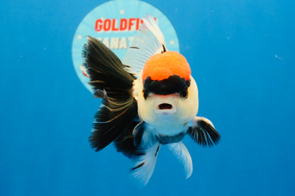[SINGLE] Tancho Tricolor Oranda Male 4-4.5 inches #031326SO_05