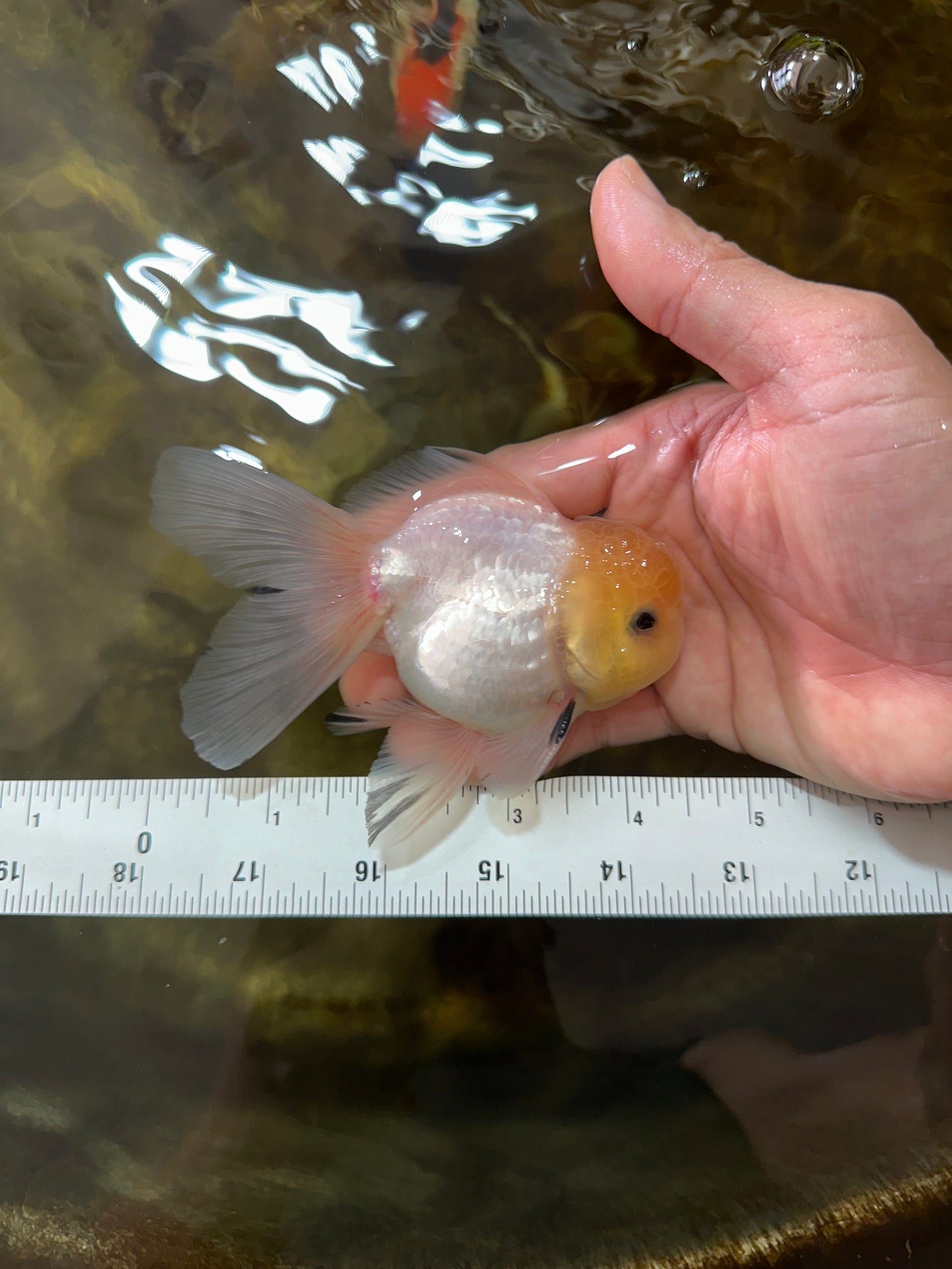 [SINGLE] White Button Eyes Oranda Male 4-4.5 inches #080125SO_15