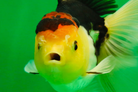 [SINGLE] Tricolor Male Oranda 4.5-5 inches #101025SO_11