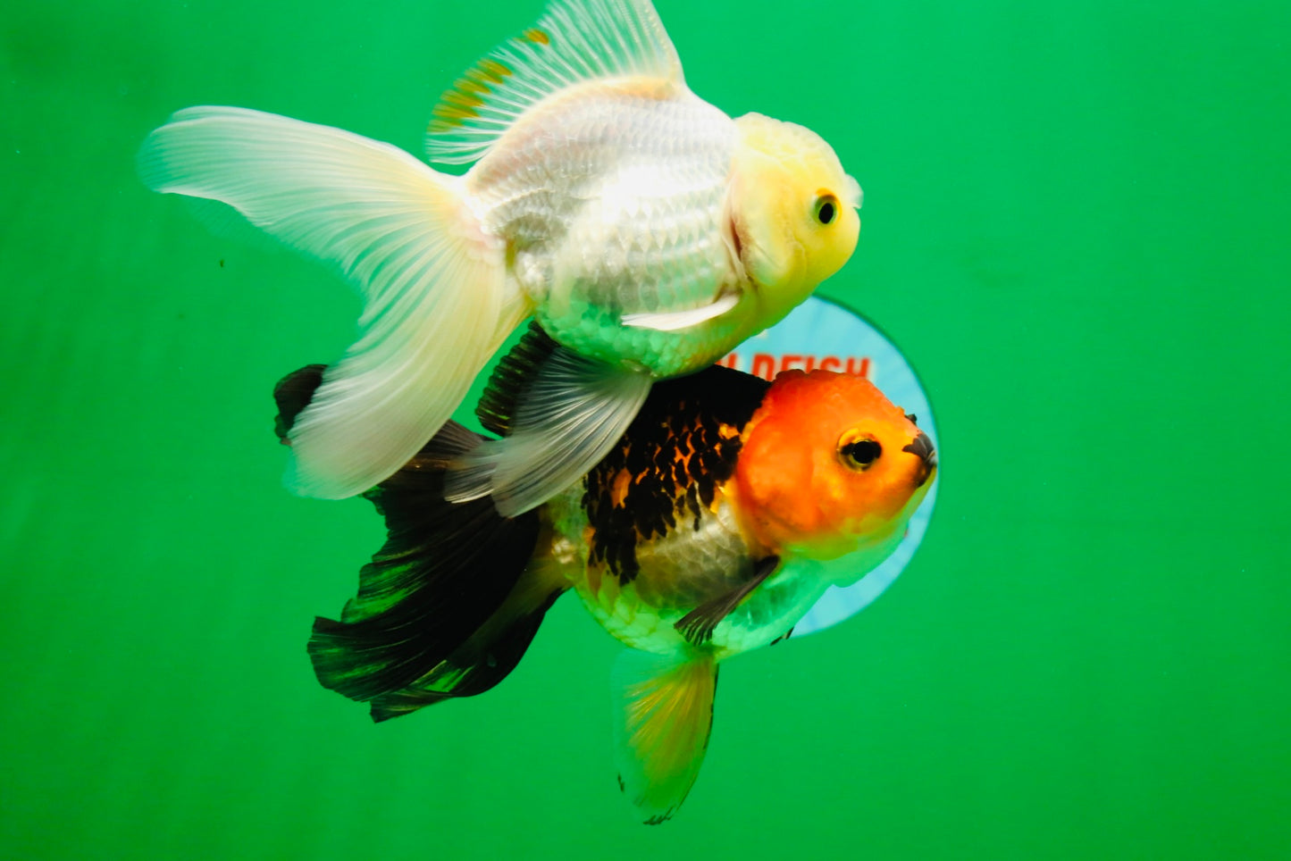 [COUPLE] White Male & Apache Female Oranda 4-4.5 inches #101025CO_04