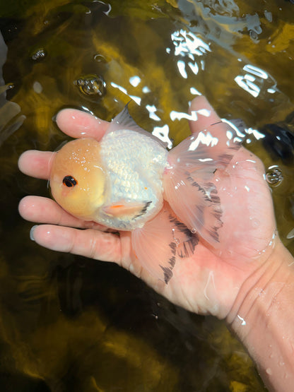 [SINGLE] Tricolor Oranda Male 4.5-5 inches #030626SO_05