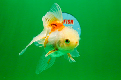 [SINGLE] Orange White Oranda Female 4-4.5 inches #111425SO_06