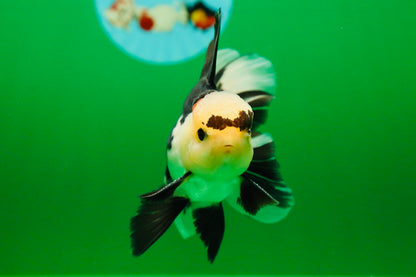 [SINGLE] Panda Male Oranda 4.5 inches #080125SO_09