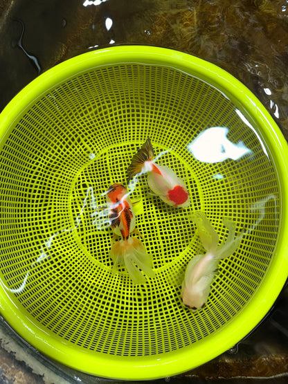 [TRIPLE] Mixed Color Oranda 3.5-4.5 inches #121925TO_05