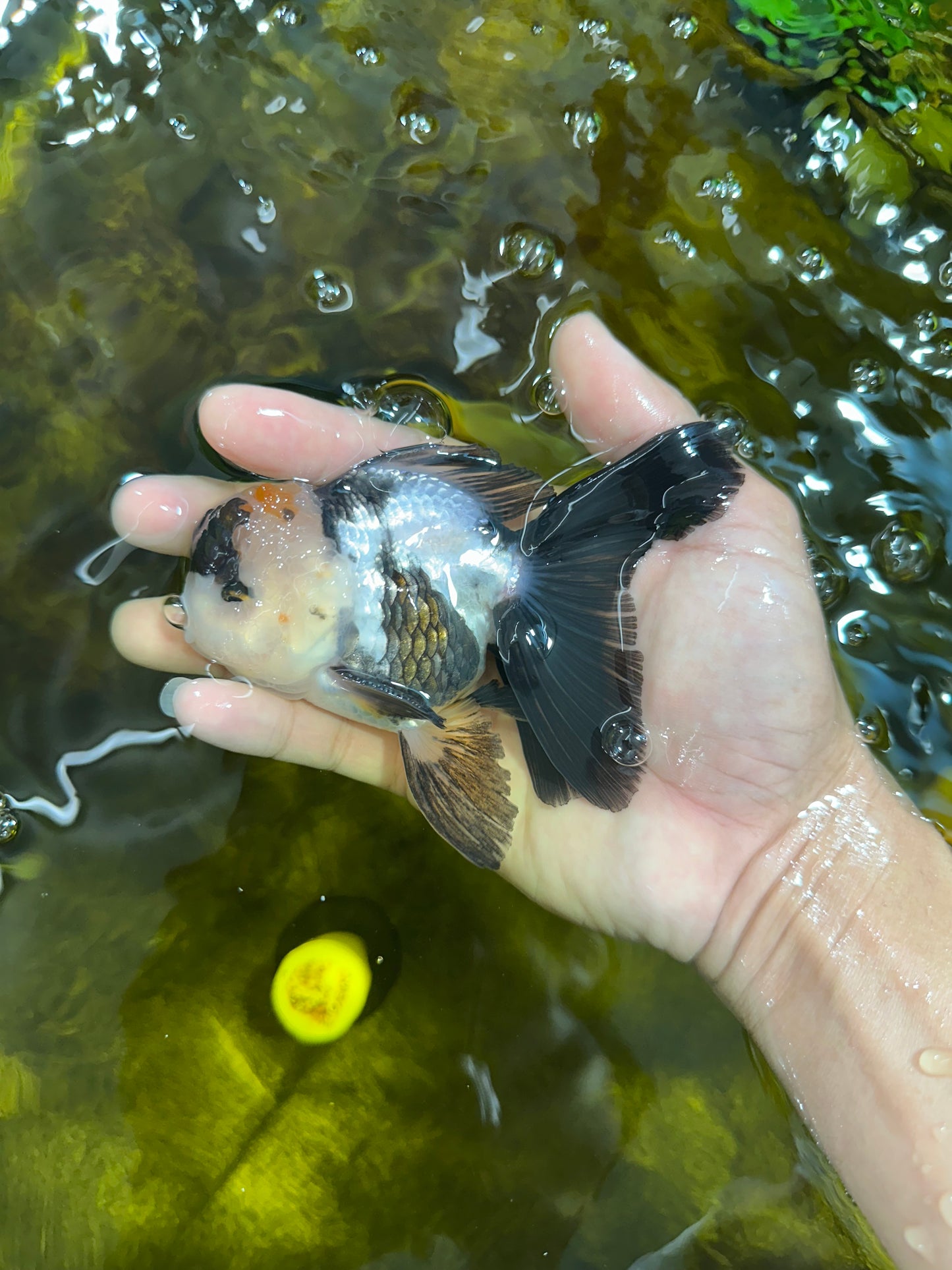 [SINGLE] Panda Oranda Male 4.5 inches #090525SO_04
