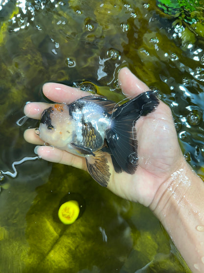 [SINGLE] Panda Oranda Male 4.5 inches #090525SO_04