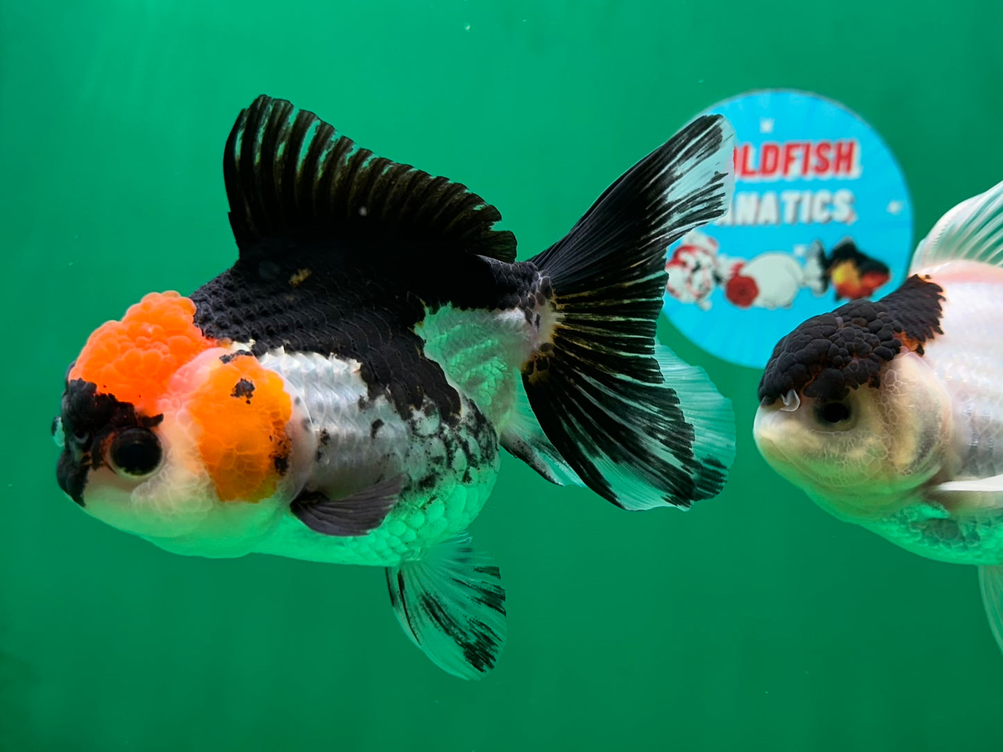 [COUPLE] Button Eyes Tricolor Female & Panda  Male Oranda 4.5 inches #052325CO_08