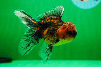 [SINGLE] Tiger Oranda Male 4.5 inches #090525SO_09