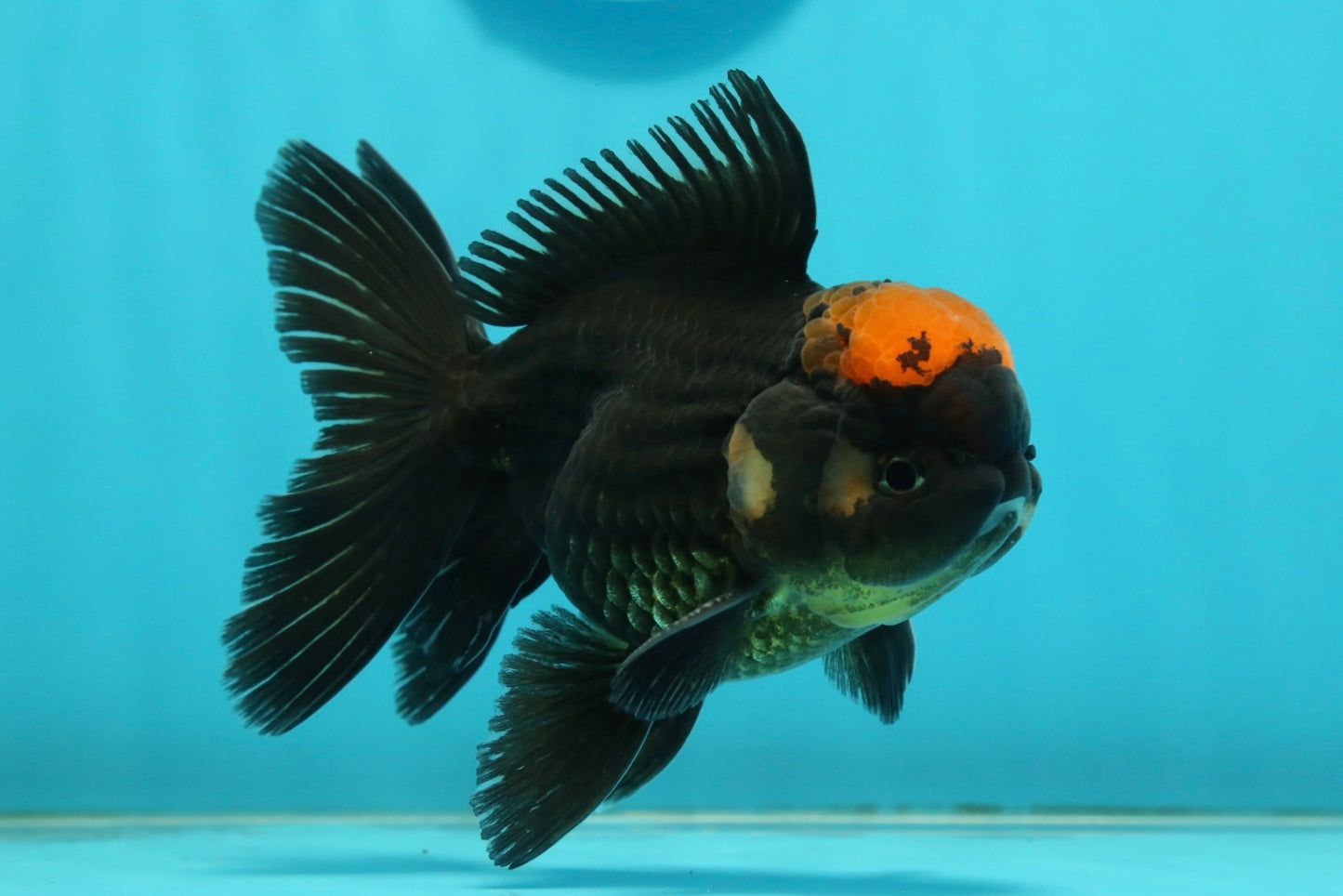 [SINGLE] Red Tancho Tricolor Oranda Male 4-4.5 inches #112924SO_11