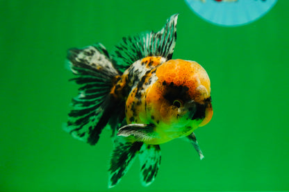 [SINGLE] Tiger Oranda Male 4.5 inches #082225SO_04