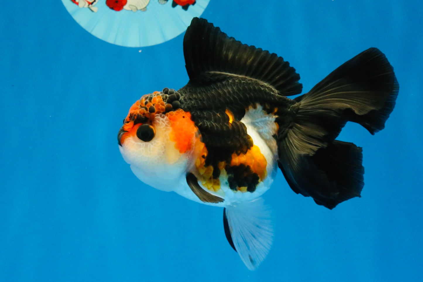 [SINGLE] Red Oranda Female 4.5 inches #032026SO_03