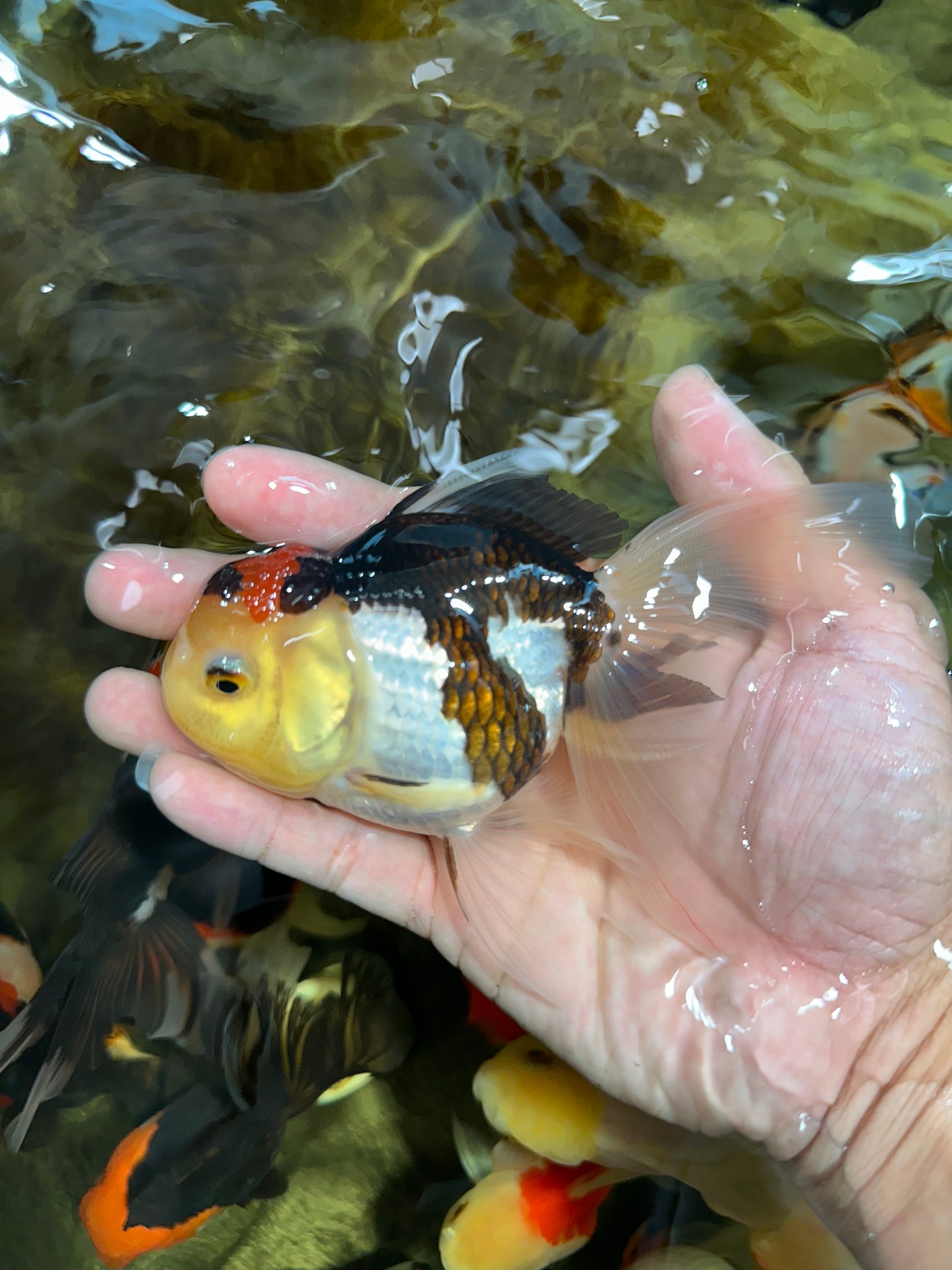[SINGLE] Tricolor Male Oranda 4.5-5 inches #101025SO_11