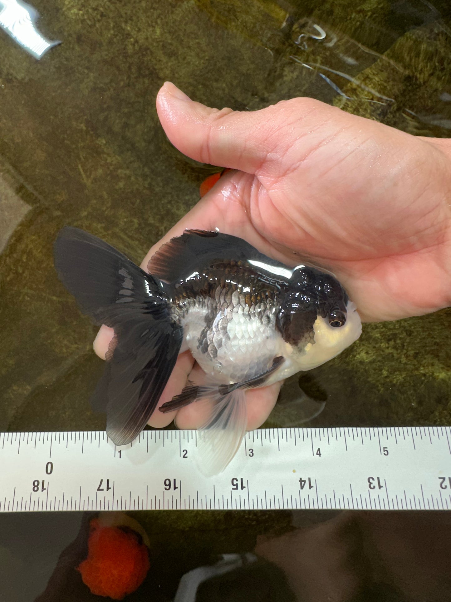 [SINGLE] Panda Oranda Male 4.5 inches #080825SO_10