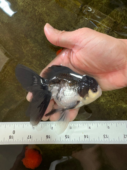 [SINGLE] Panda Oranda Male 4.5 inches #080825SO_10