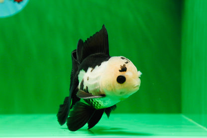 [SINGLE] Panda Button Eyes Oranda Male 4-4.5 inches #122024SR_03