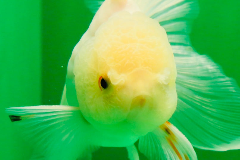 [SINGLE] White Oranda Male 4.5 inches #041825SO_05