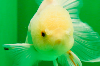 [SINGLE] White Oranda Male 4.5 inches #041825SO_05