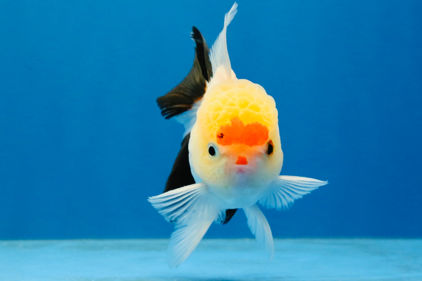 [SINGLE] Tricolor Oranda Male 4 inches #040326SO_07
