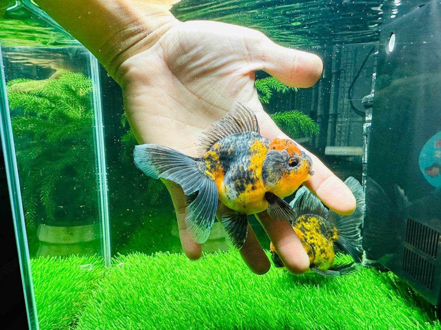 [COUPLE] Tiger & Kirin Oranda size 4-4.5 inches #111524CO_12