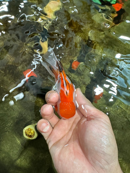 [COUPLE] Red White Male & Tricolor Female Oranda 4-4.5 inches #101025CO_08