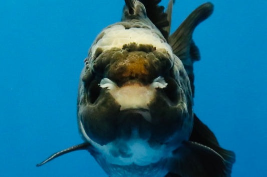 [SINGLE] Panda Oranda Male 4-4.5 inches #040326SO_06