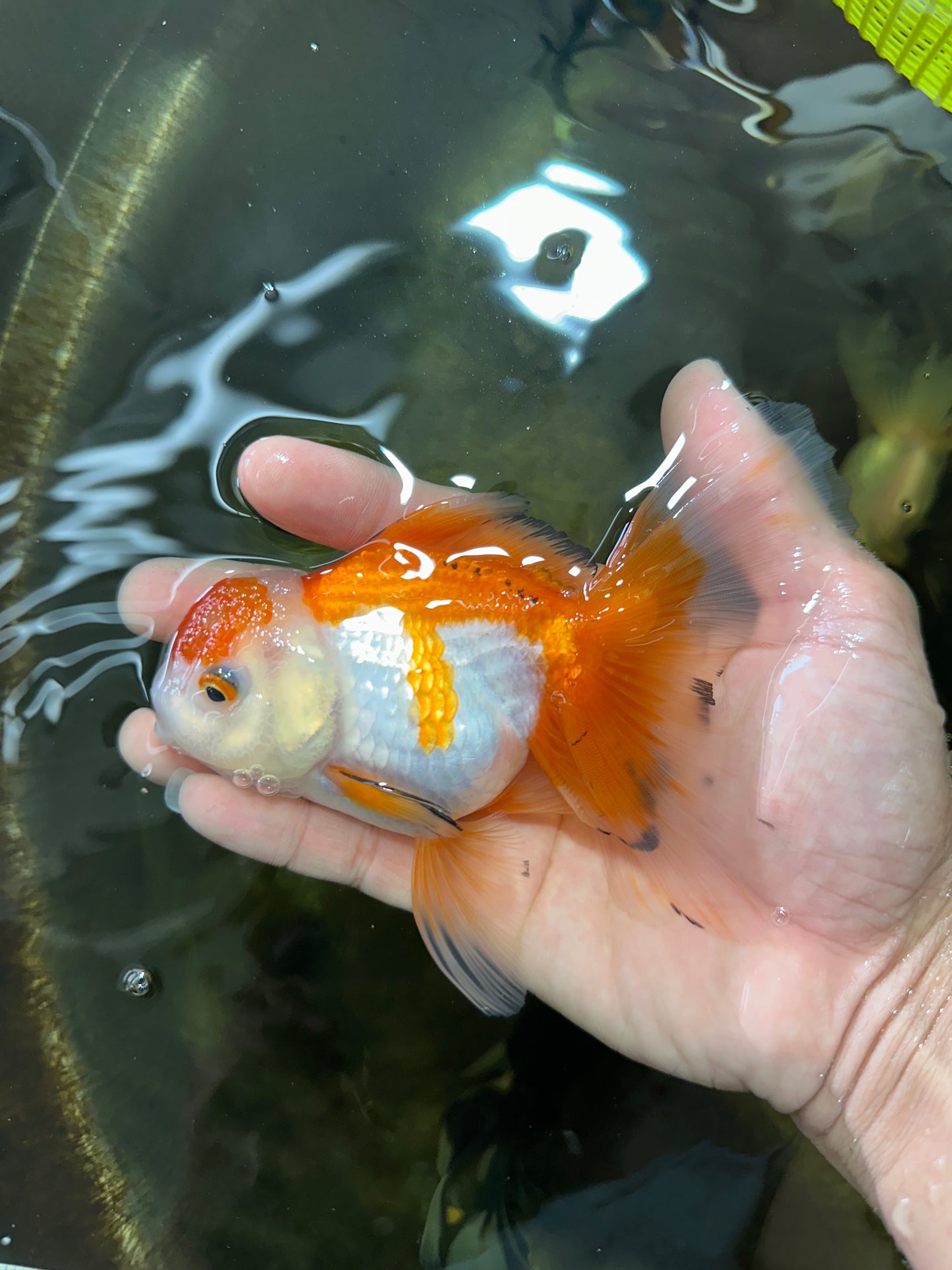 [SINGLE] Orange White Oranda Female 5 inches #081525SO_08