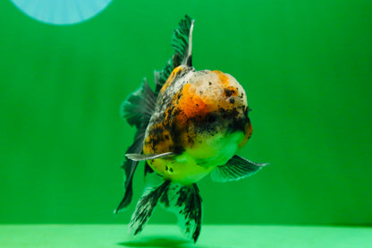 [SINGLE] Calico Kirin Male Oranda 5 inches #080125SO_06
