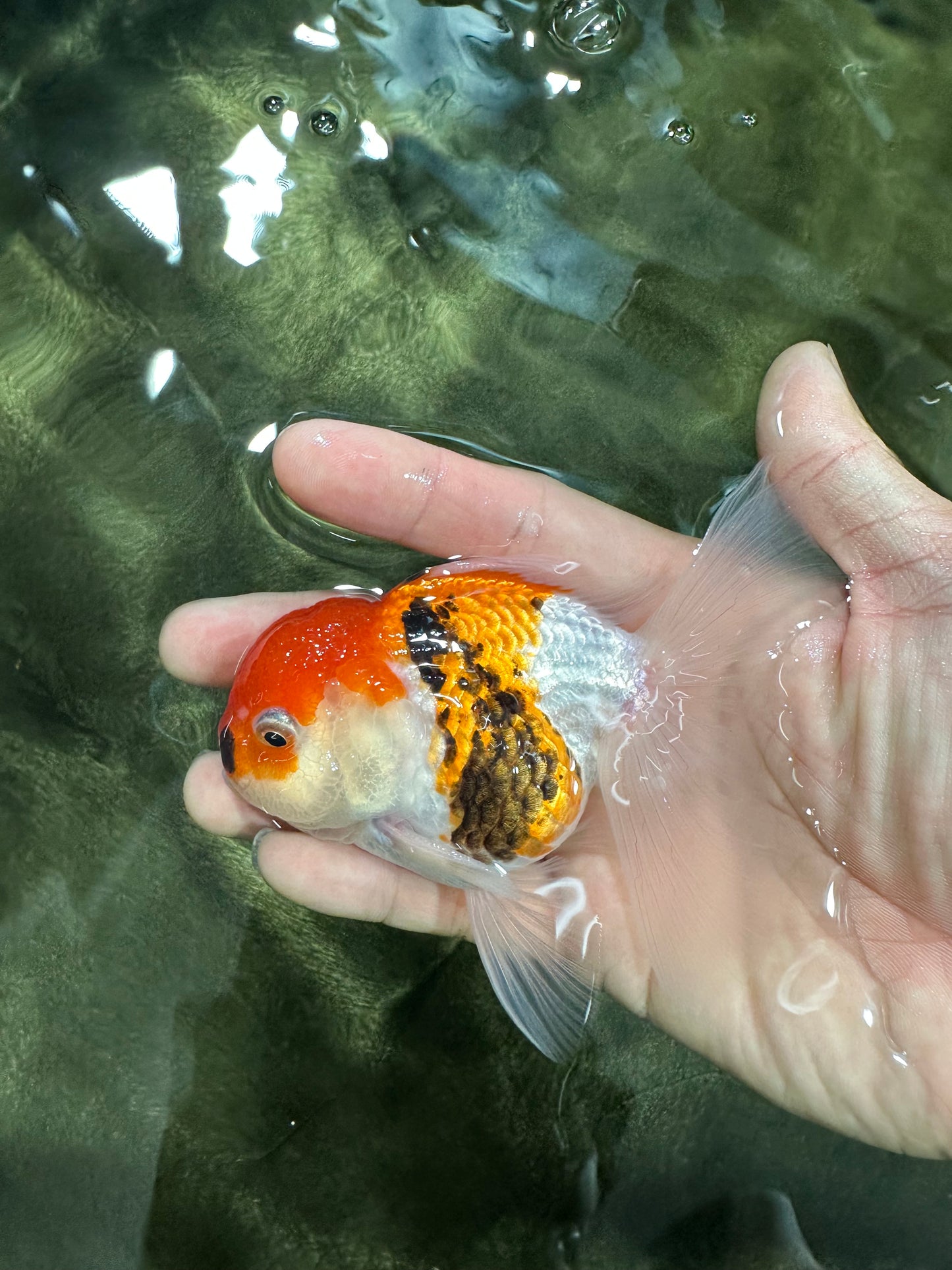 [SINGLE] Tricolor Oranda Male 4-4.5 inches #062725SO_08