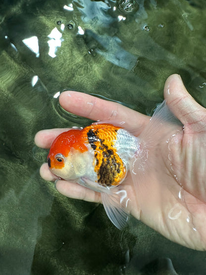 [SINGLE] Tricolor Oranda Male 4-4.5 inches #062725SO_08