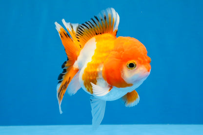 [SINGLE] Orange White Deform Single Bottom Fin Oranda Female 4-4.5 inches #030626SO_08