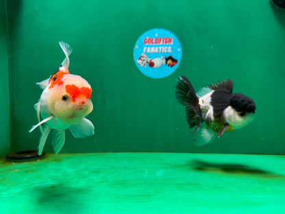 [COUPLE] Panda & Tricolor Male Oranda 4-4.5 inches #052325CO_04
