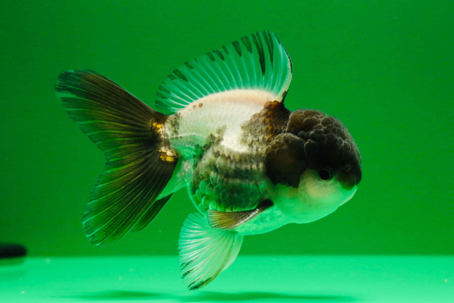 [SINGLE] Panda Oranda Male 4 inches #013125SO_18