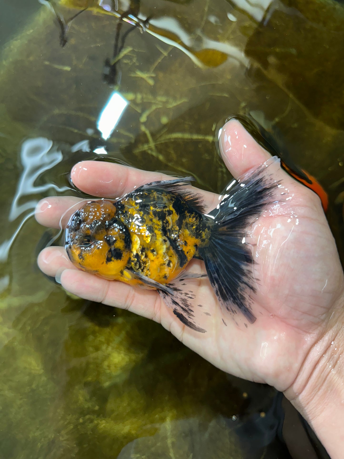[SINGLE] Tiger Oranda Male 4.5 inches #081525SO_05