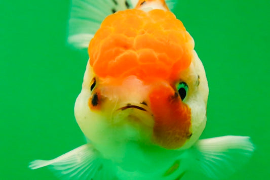 [SINGLE] Sakura Oranda Female 4.5-5 inches #041825SO_07