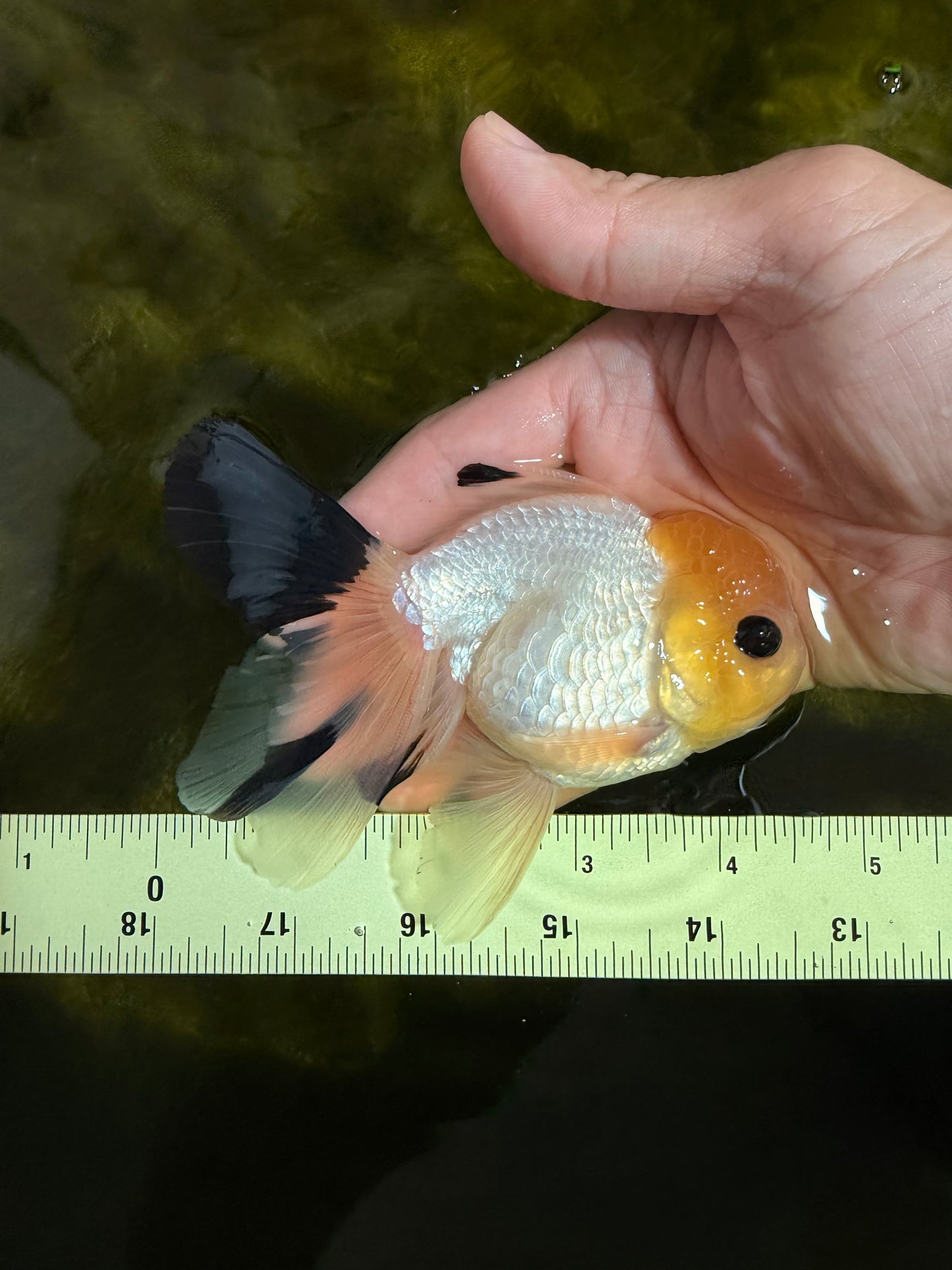 [SINGLE] Lemonhead Bottom Eyes Oranda Male 4.5 inches #022726SO_05