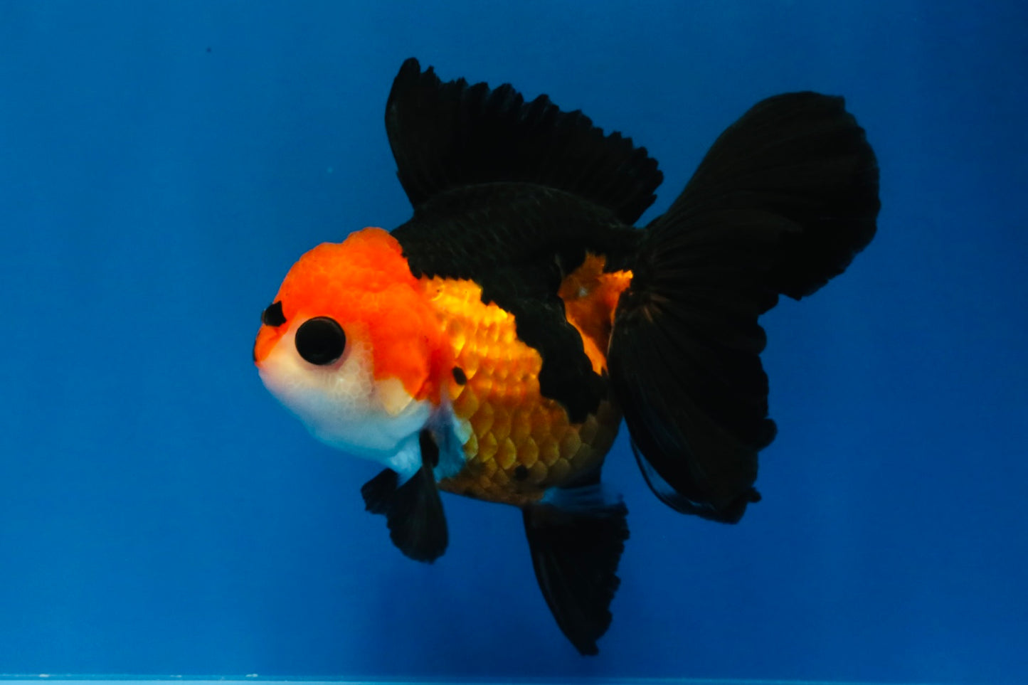 [SINGLE] Tricolor Button Eyes Oranda Female 4-4.5 inches #030626SO_07