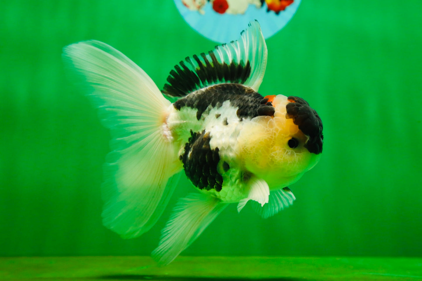 [SINGLE] Panda Oranda Male 4.5-5 inches #080825SO_07